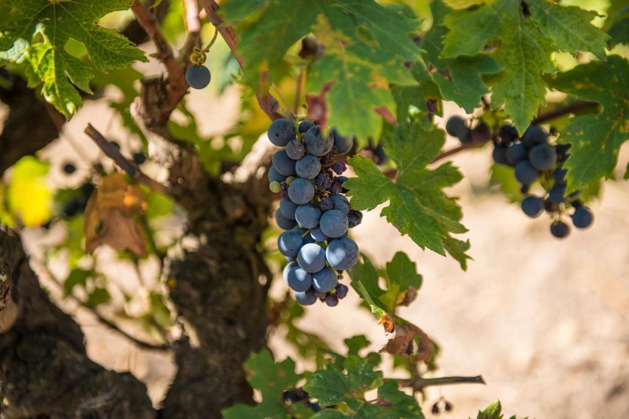 Viglione Wine Resort 圣埃拉莫因科莱 外观 照片