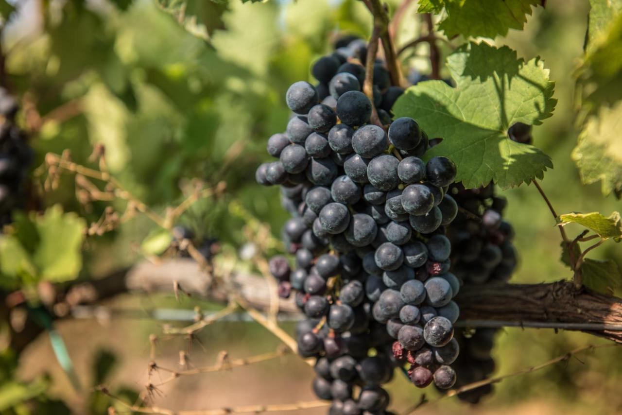Viglione Wine Resort 圣埃拉莫因科莱 外观 照片